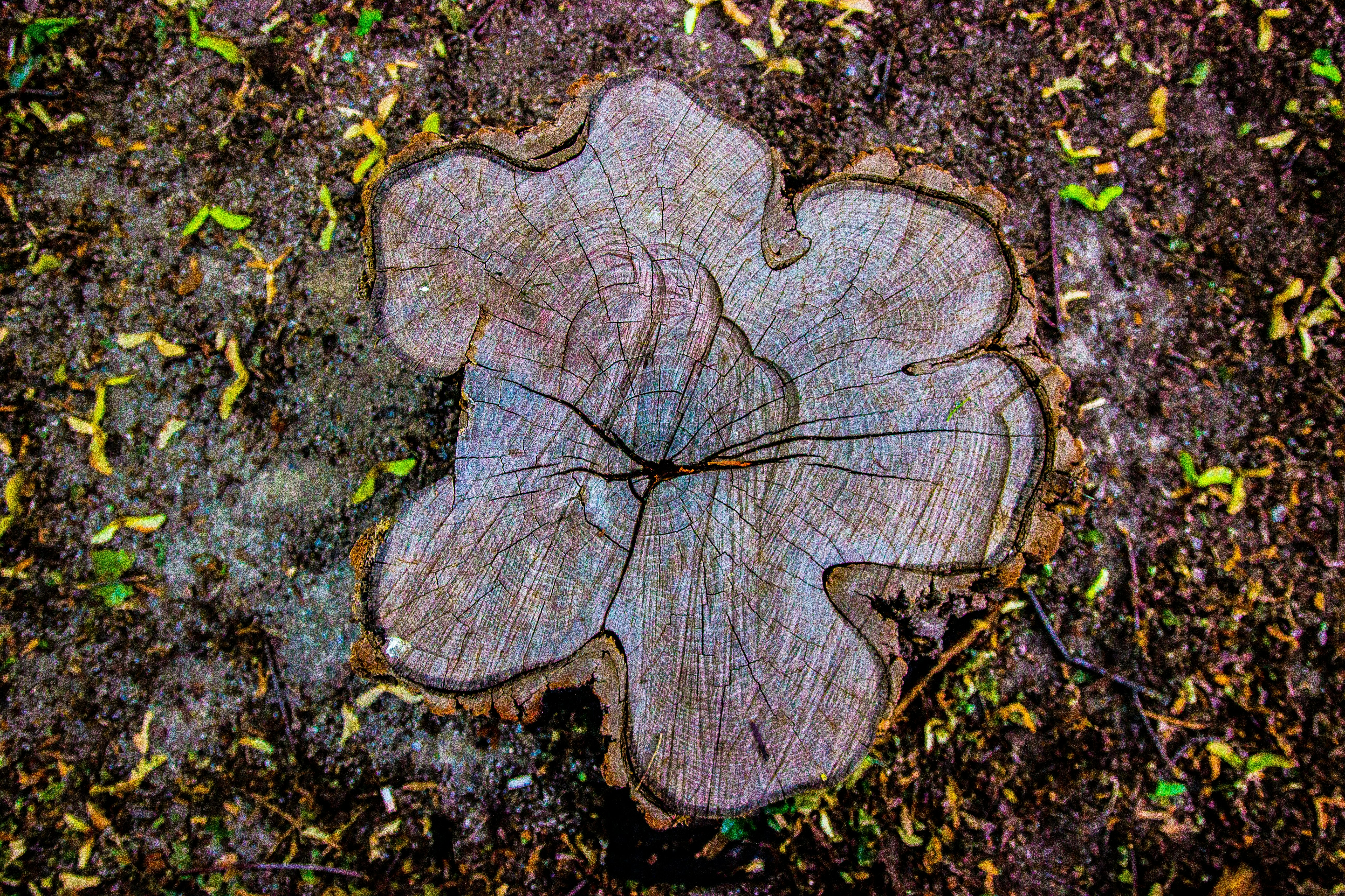 brown tree trunk